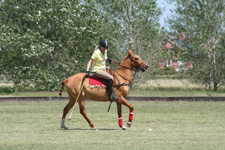 Argentina-Buenos Aires-Gauchos, Polo & Pampas